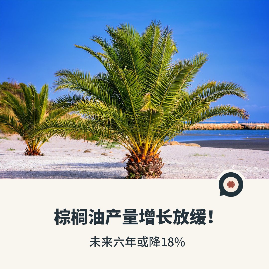 棕榈油产量增长放缓！未来六年或降18%