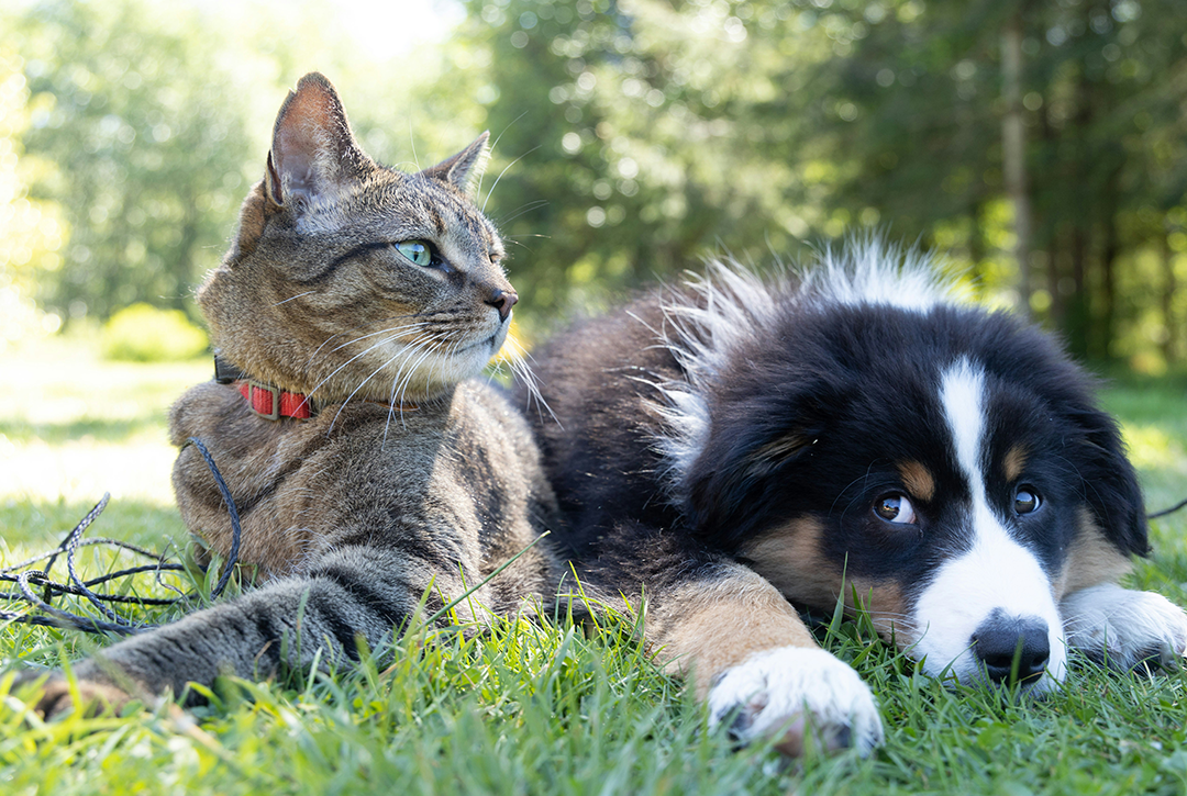 7月起宠物进口新规：狂犬病低风险国家猫狗免隔离