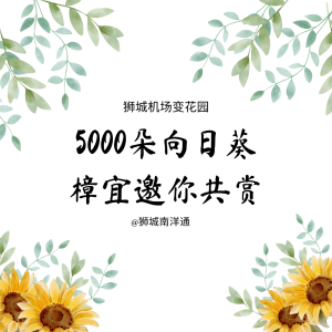 ✨5000朵向日葵，樟宜美翻天！